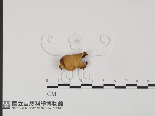 登錄號:F0021011藏品圖，第1張