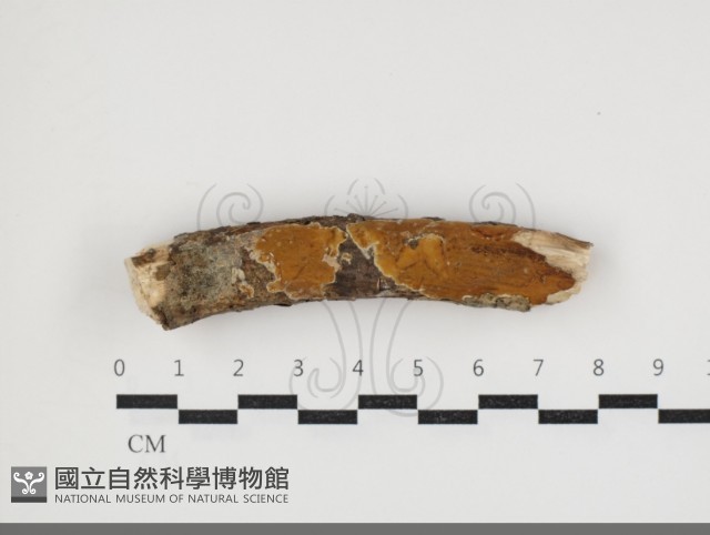 登錄號:F0034011藏品圖，第1張