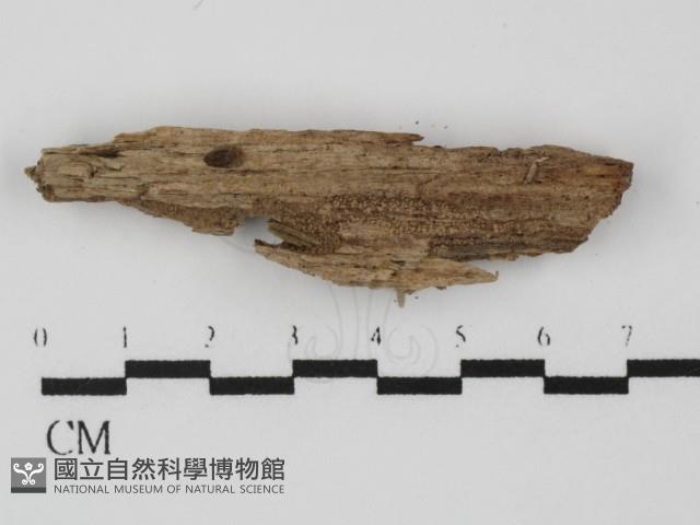 登錄號:F0022011藏品圖，第1張