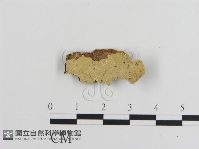 登錄號:F0012011藏品圖，第1張