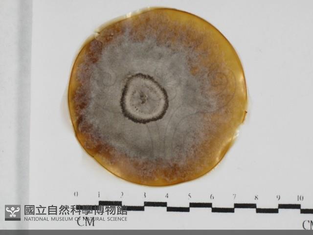 登錄號:F0032011藏品圖，第1張