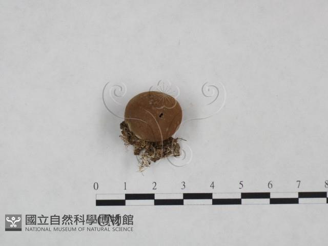 登錄號:F0025011藏品圖，第1張