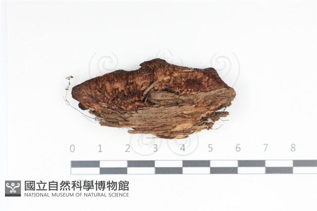 登錄號:F0035011藏品圖，第1張