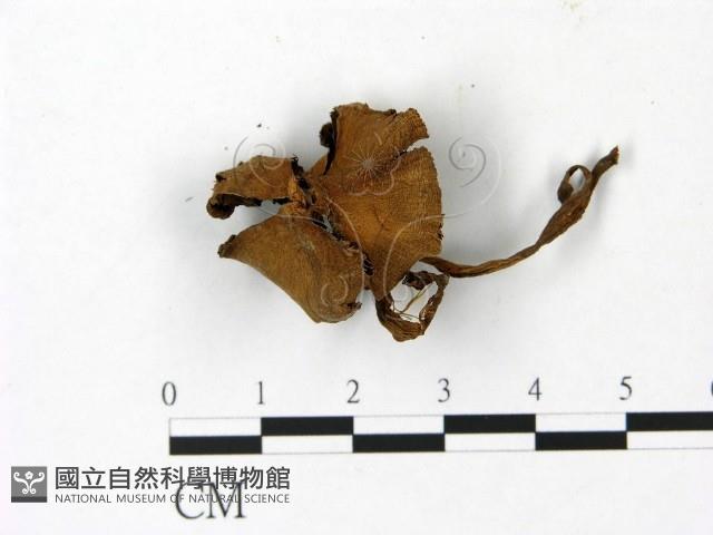 登錄號:F0023011藏品圖，第1張