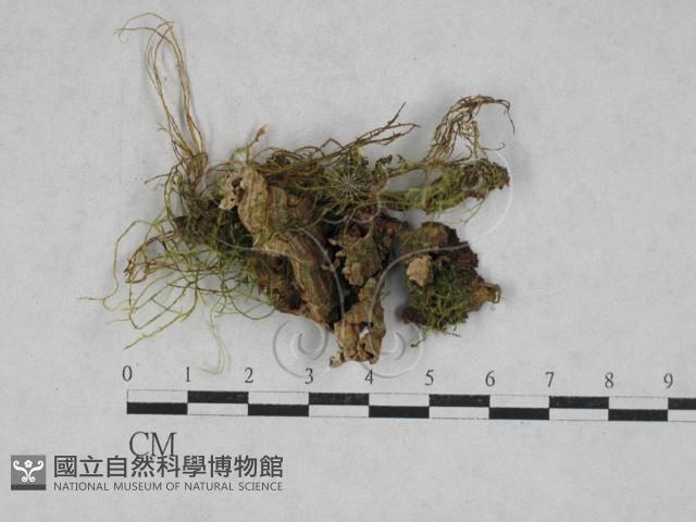 韌革菌屬藏品圖，第1張