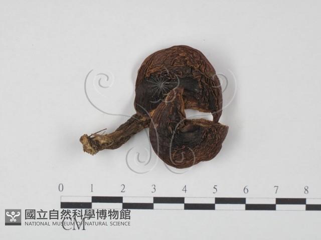 登錄號:F0020311藏品圖，第1張