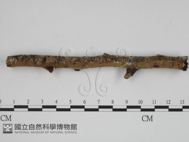 登錄號:F0000311藏品圖，第1張