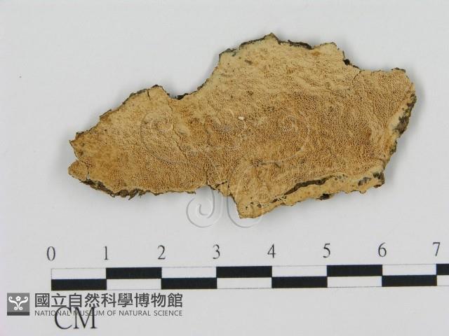 登錄號:F0010311藏品圖，第1張