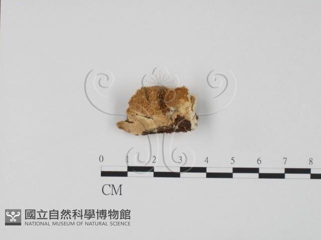 登錄號:F0006311藏品圖，第3張