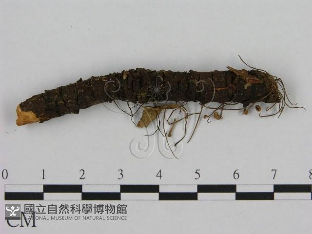 小皮傘屬藏品圖，第1張