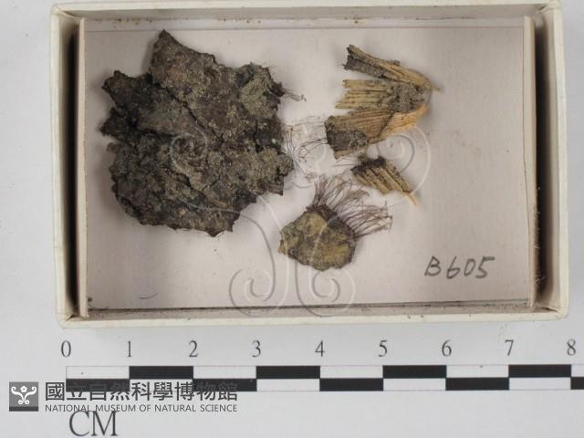 登錄號:F0021311藏品圖，第1張