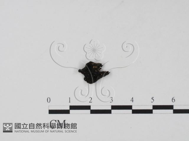 登錄號:F0001311藏品圖，第1張