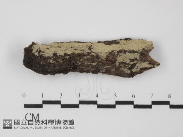 登錄號:F0031311藏品圖，第1張