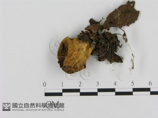 登錄號:F0014311藏品圖，第1張