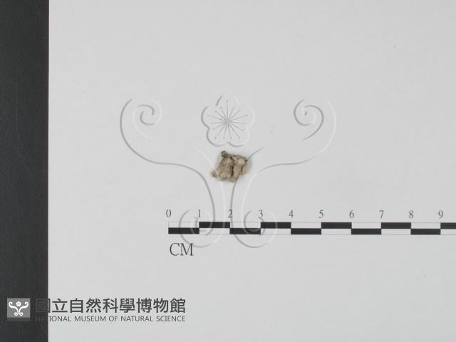 裂褶菌藏品圖，第1張