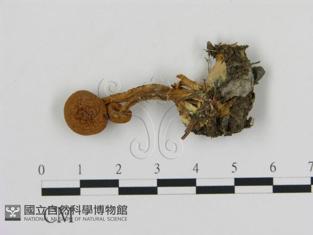 登錄號:F0002311藏品圖，第1張