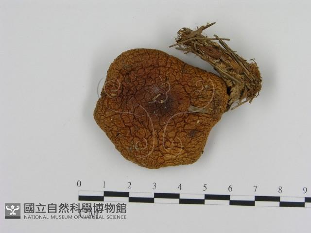 登錄號:F0012311藏品圖，第1張