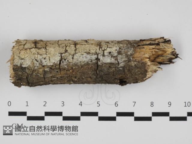 登錄號:F0032311藏品圖，第1張