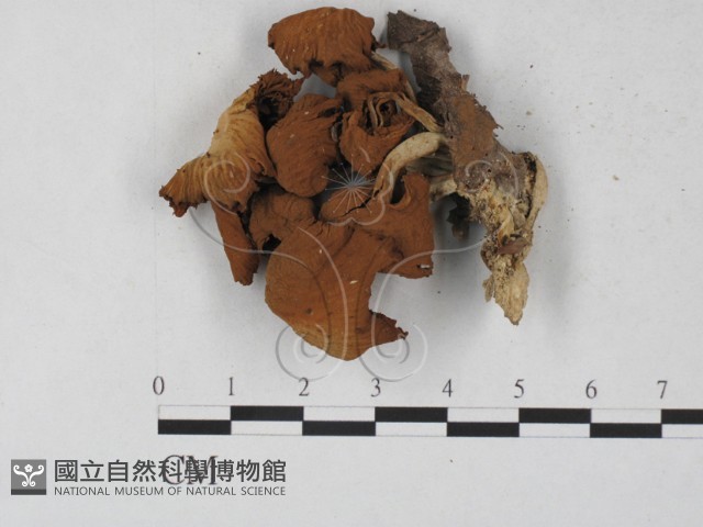 盔孢傘屬藏品圖，第1張