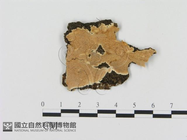 登錄號:F0017311藏品圖，第1張