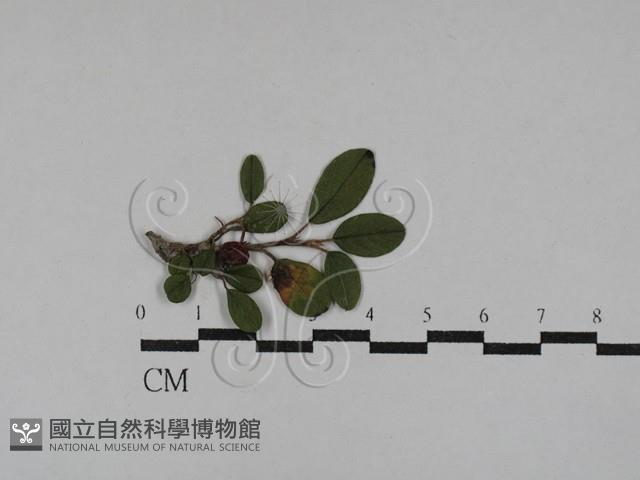 Accession Number:F0029311 Collection Image, Figure 1, Total 2 Figures