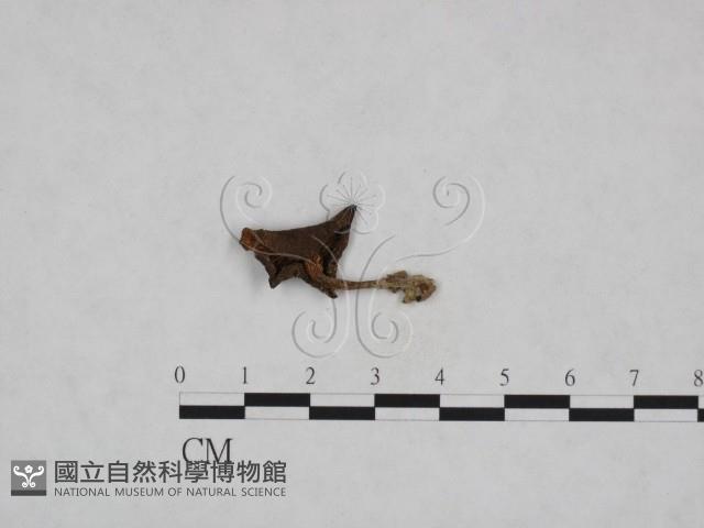杯傘屬藏品圖，第1張