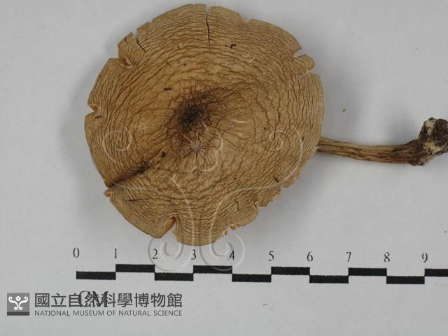 登錄號:F0003311藏品圖，第1張