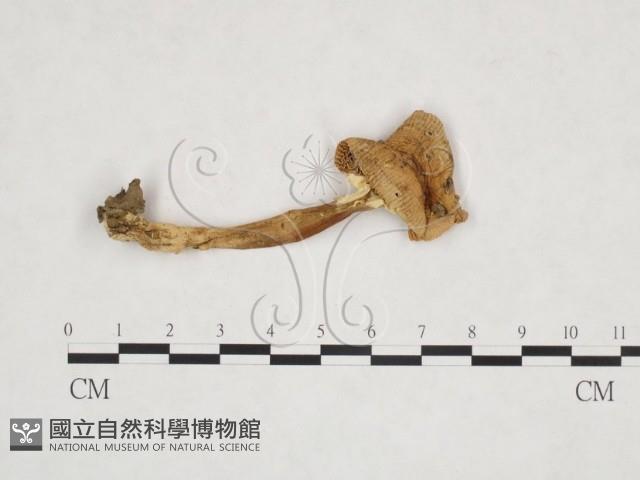 登錄號:F0013311藏品圖，第1張