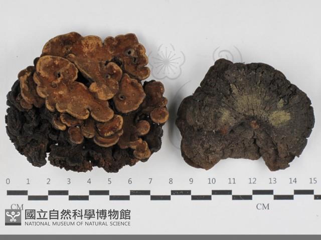 登錄號:F0033311藏品圖，第1張