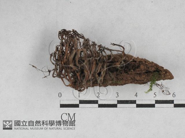 登錄號:F0028251藏品圖，第1張