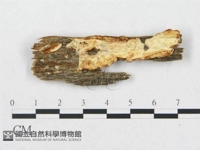 登錄號:F0008251藏品圖，第1張