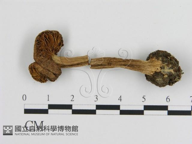 登錄號:F0020251藏品圖，第1張