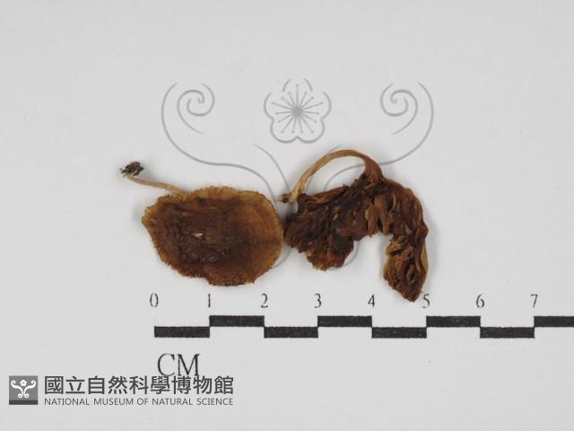 登錄號:F0030251藏品圖，第1張