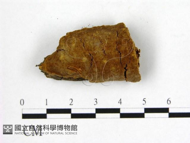 登錄號:F0006251藏品圖，第1張
