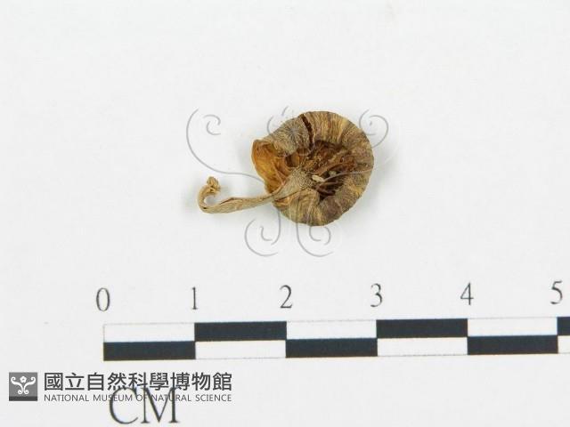 杯傘屬藏品圖，第1張