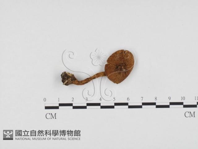 登錄號:F0024251藏品圖，第1張