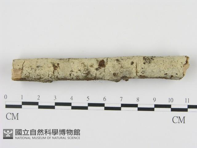 剛毛絲皮菌藏品圖，第1張