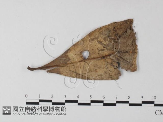 小皮傘屬藏品圖，第1張