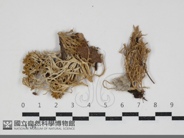 登錄號:F0034251藏品圖，第1張