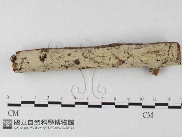 登錄號:F0022251藏品圖，第1張