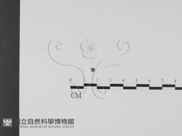 登錄號:F0012251藏品圖，第1張