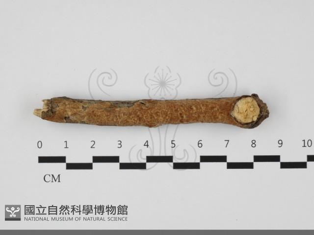 登錄號:F0032251藏品圖，第1張