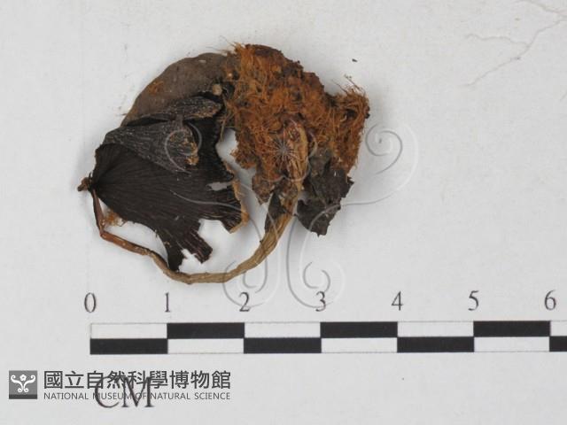 登錄號:F0027251藏品圖，第1張