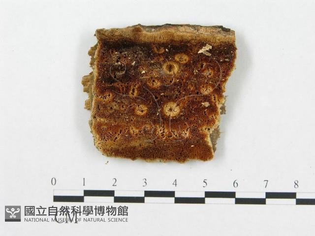 登錄號:F0007251藏品圖，第1張