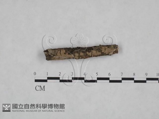 顯絲菌屬藏品圖，第1張