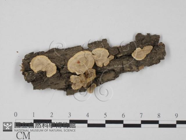 韌革菌屬藏品圖，第1張