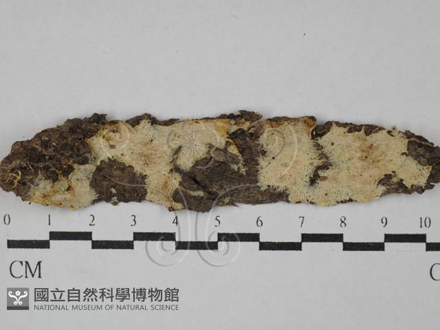 登錄號:F0029251藏品圖，第1張
