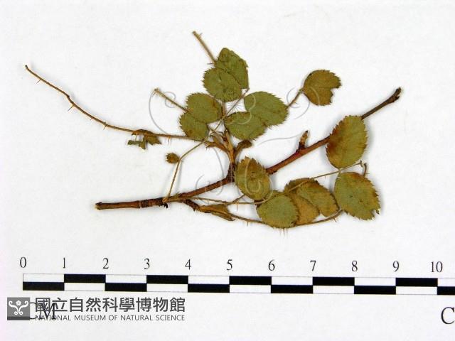 登錄號:F0019251藏品圖，第1張