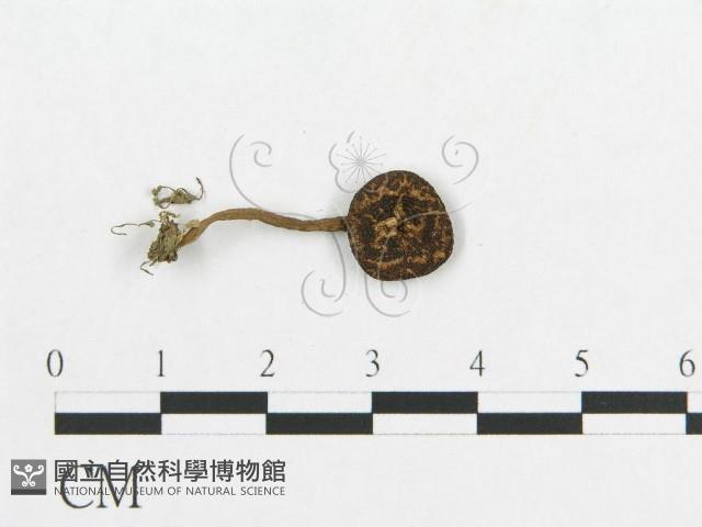 多孔菌屬藏品圖，第1張