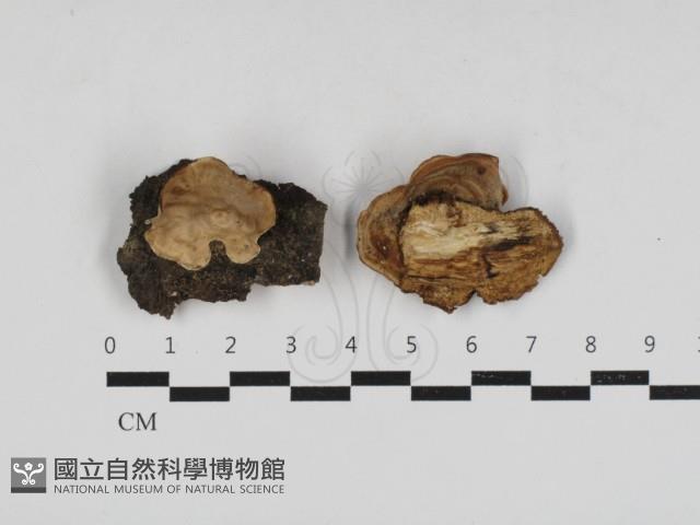 韌革菌屬藏品圖，第1張